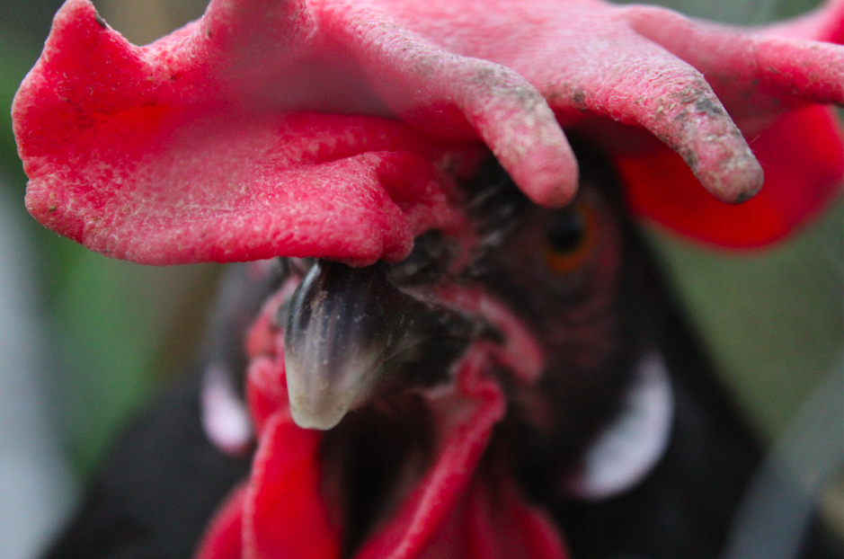 Een close-up van een kip met een zwart-rode kop