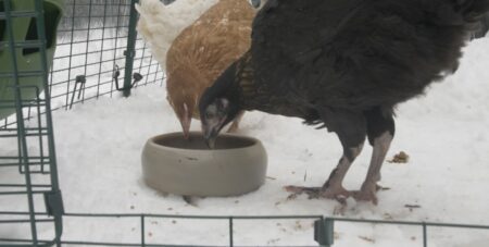 twee bruine kippen eten uit een schaaltje in de sneeuw