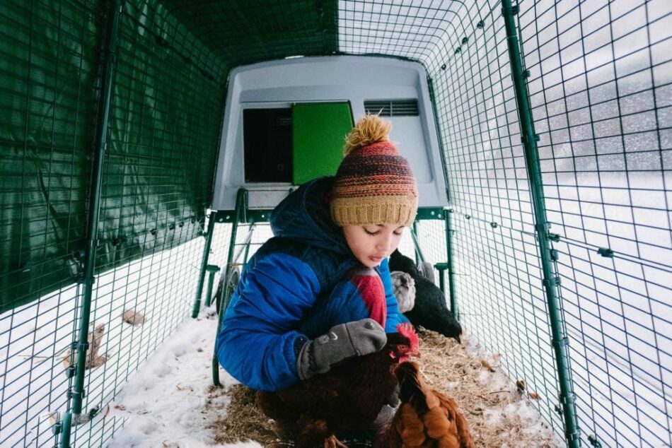 Een jongen met zijn kippen in een besneeuwd Eglu kippenhok