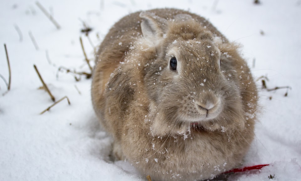 Een pluizig bruin konijn in de sneeuw