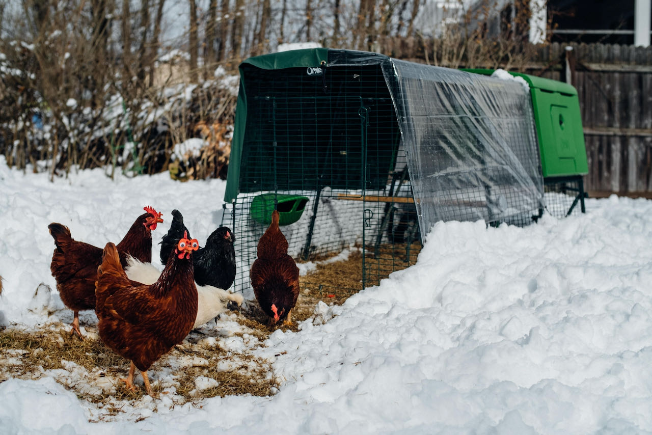 Kippen in de sneeuw naast het Omlet Eglu Cube kippenhok met winterbescherming