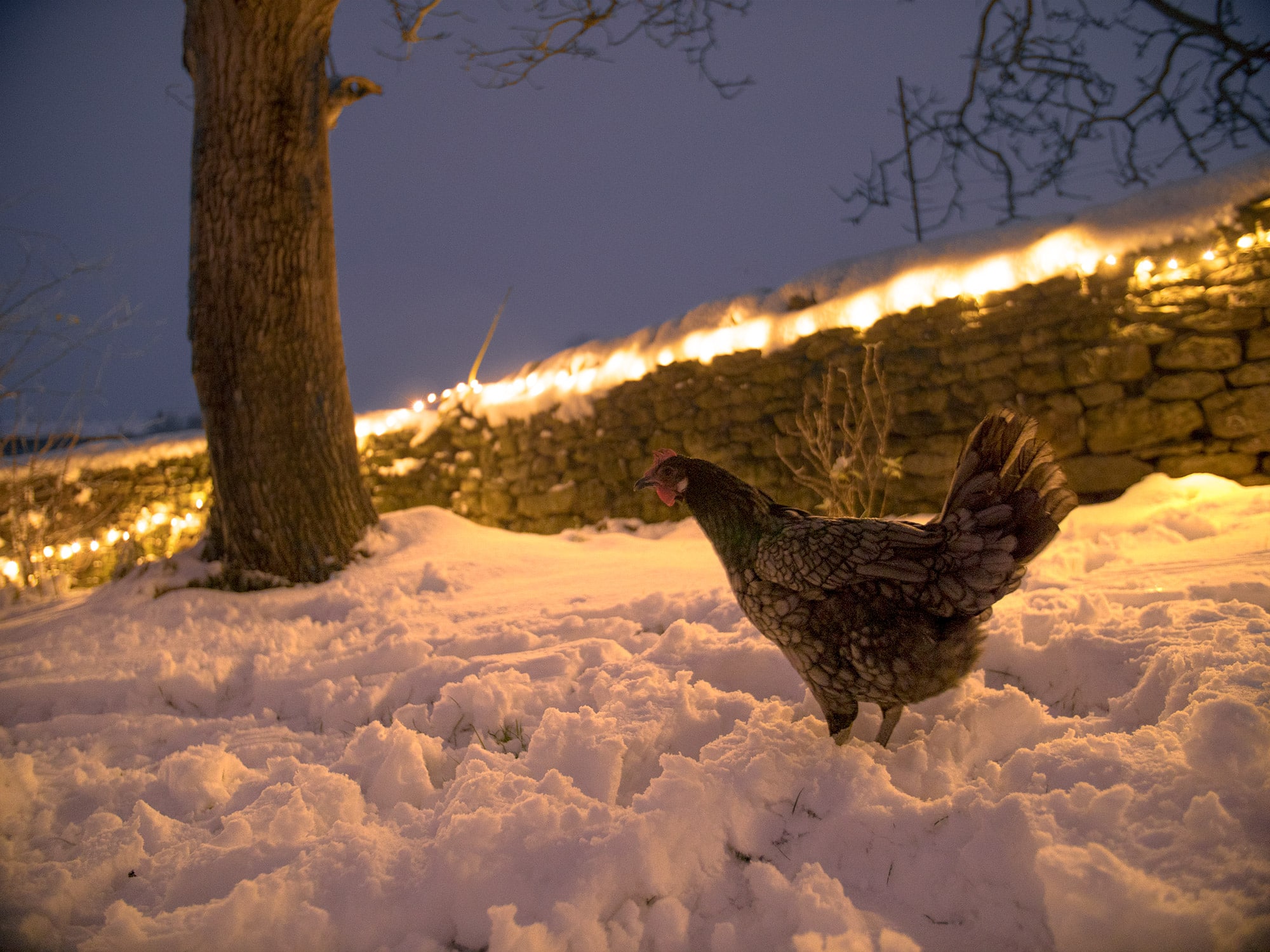 Kip buiten in de sneeuw met kerstverlichting