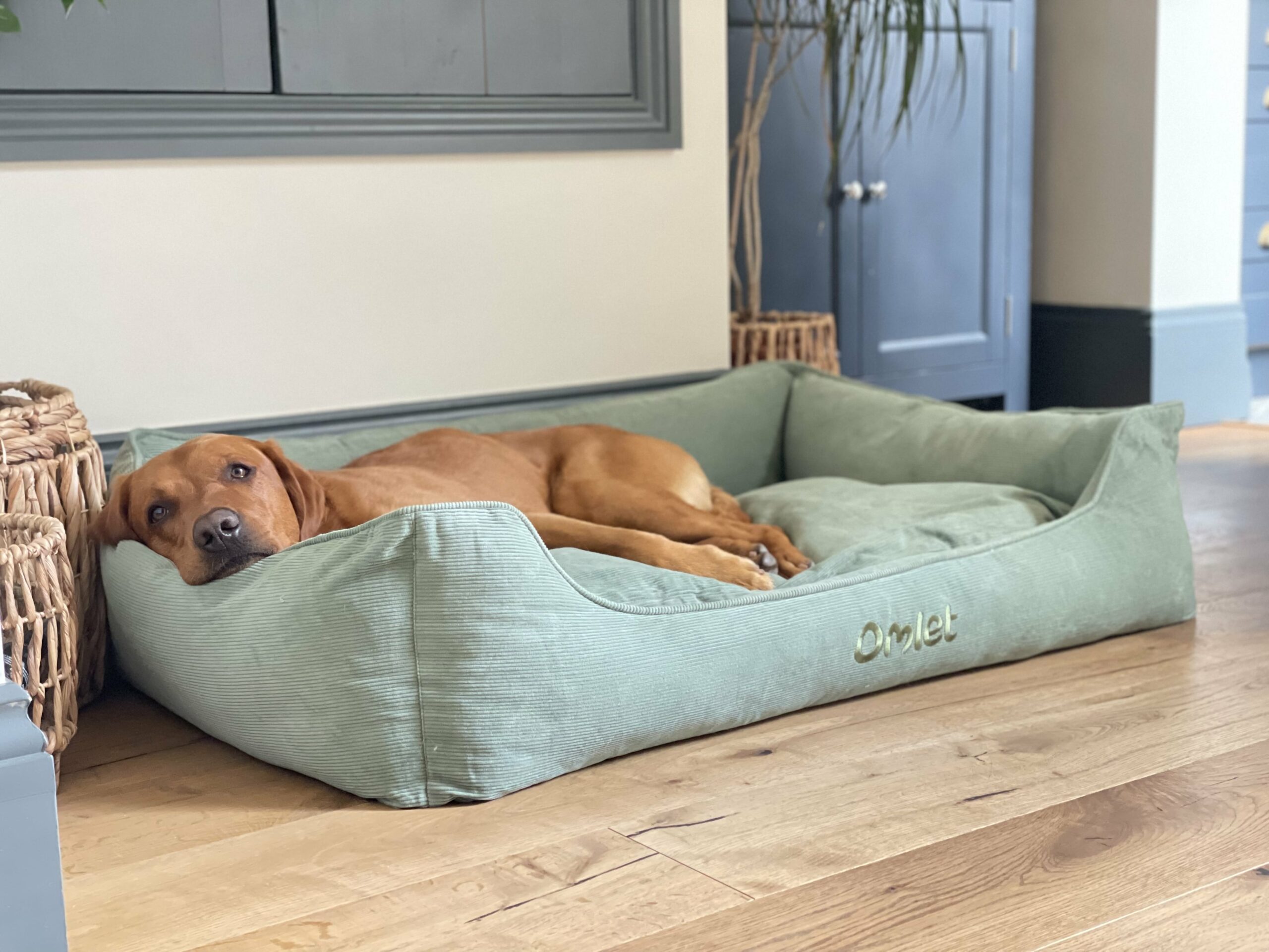 hond die in een groen hondennest ligt