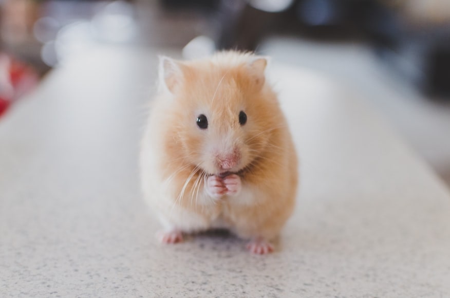 Een hamster staand op zijn achterpootjes
