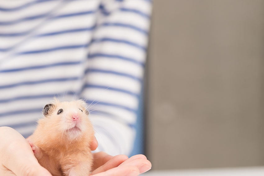 Een schattige hamster vastgehouden in iemands handen