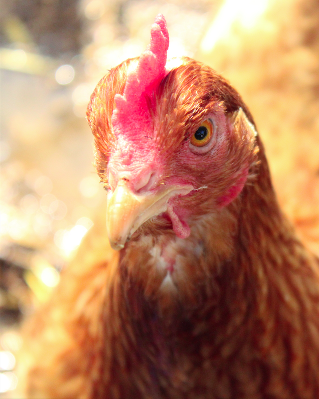 Chickens outside with their Eglu go chicken coop