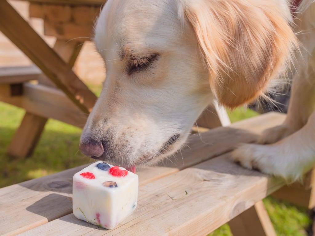 Labrador eet bevroren fruit-yogurt voor honden tijdens een picknick
