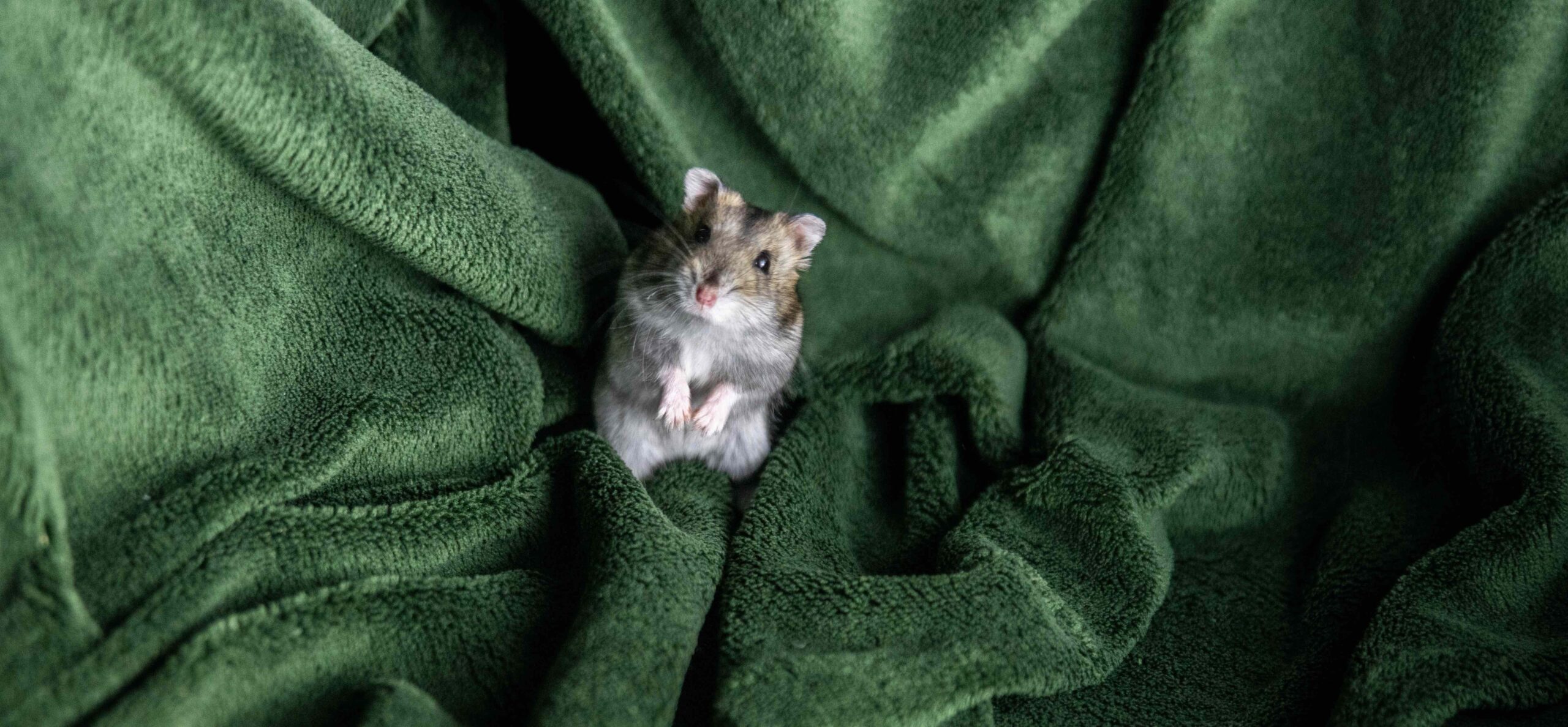 Hamster op achterpootjes op groen deken