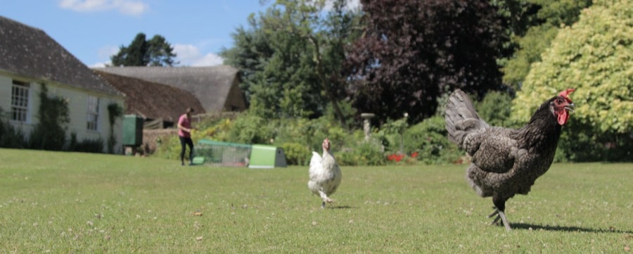 Rondscharrelende kippen in tuin met Eglu Go kippenhok op de achtergrond