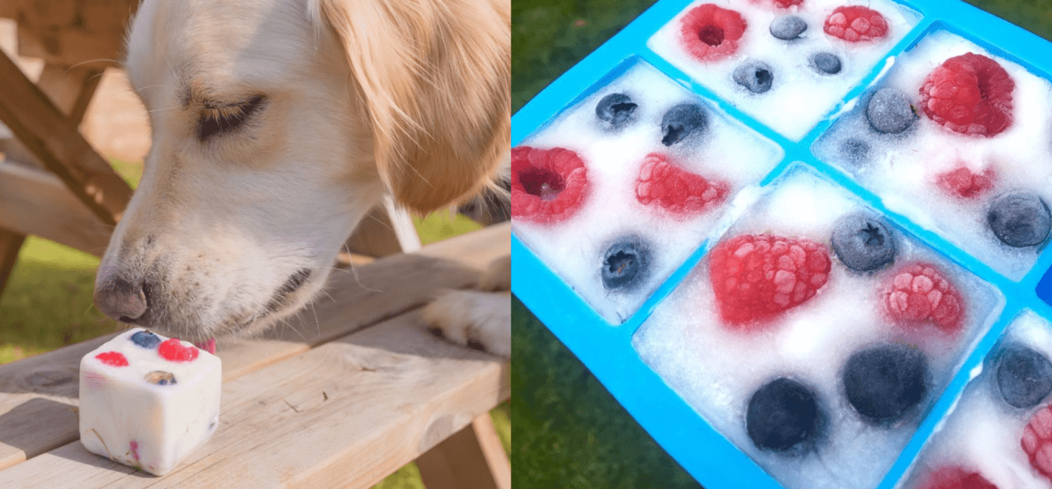 Labrador eet een bevroren yoghurt fruitsnack voor honden