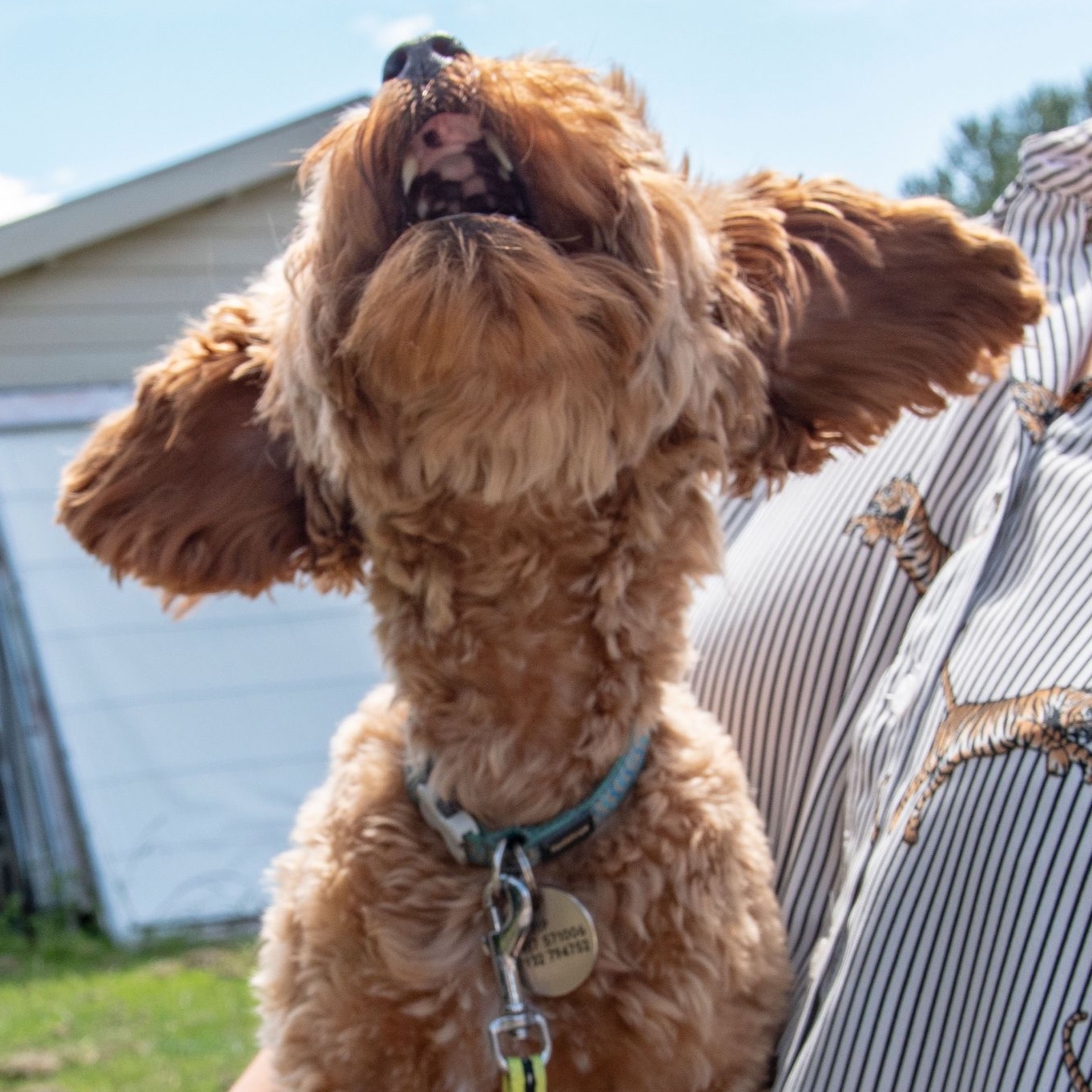 Spelletjes voor verjaardag hond