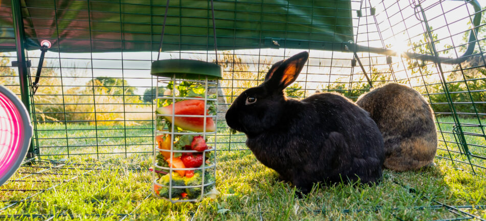 Konijnen in de Eglu Go ren die eten uit de Caddi snackhouder