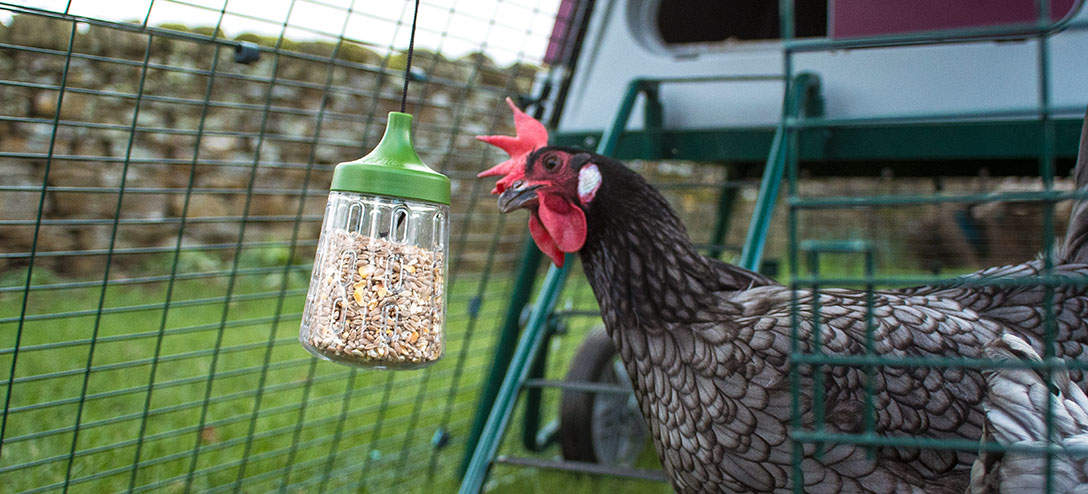 Kippen in Omlet Eglu kippenhok pikkend naar Omlet Pendant Peck Toy