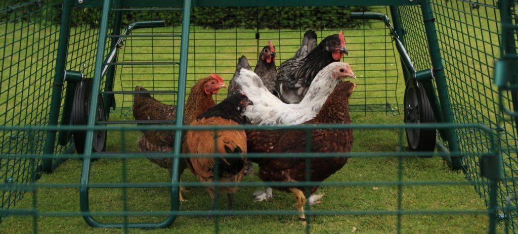 Verschillende soorten kippen samen in een Eglu Cube kippenhok met ren