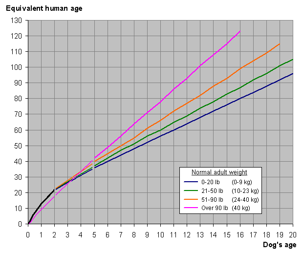 a 13 year old dog in human years