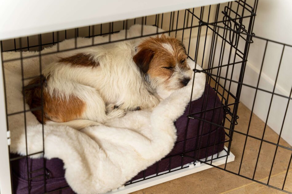 Terriër slaapt op Omlets zachte hondendeken in de Omlet Fido Bench 