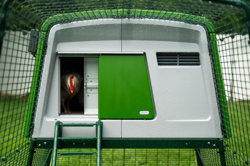 kip die uit een Eglu Cube gluurt terwijl de automatische deur opengaat