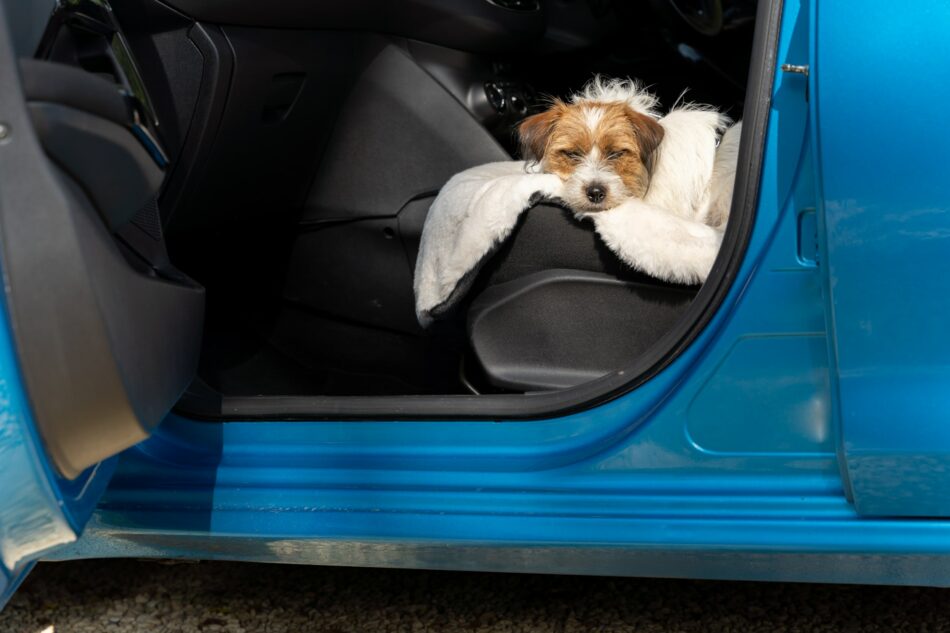 Terriër reist in de auto terwijl hij rust op Omlet’s luxe hondendeken van kunstschapenvacht 