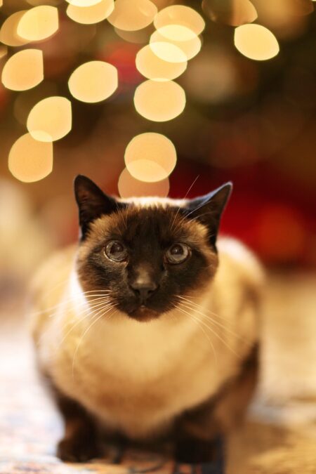 Een zittende zwart-witte kat met kerstlichtjes op de achtergrond 