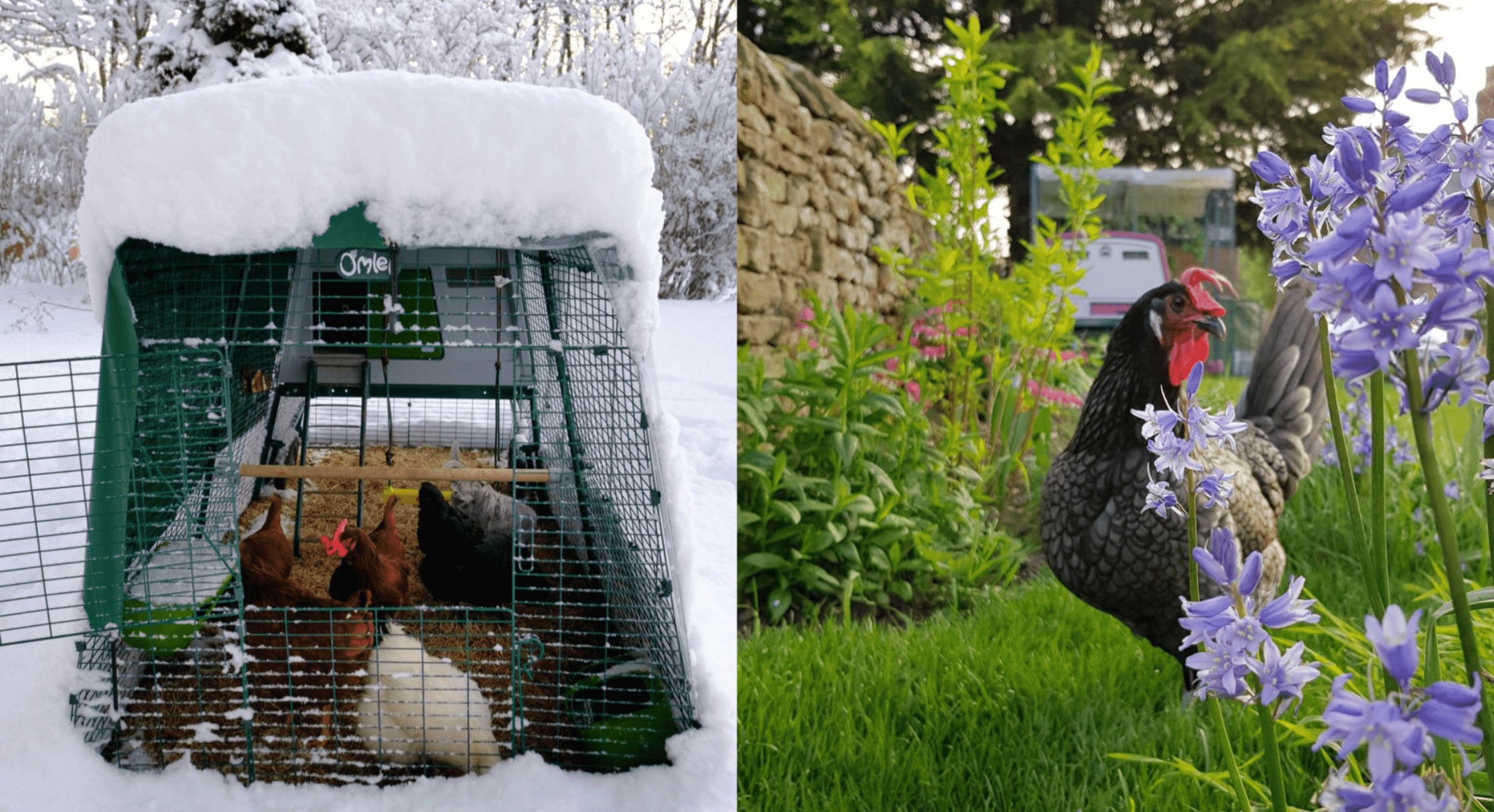 Een besneeuwd Omlet kippenhok en een kip die naast een paarse lentebloem staat