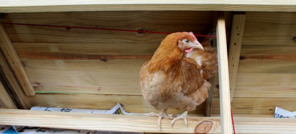 Kippen op stok in een houten kippenhok