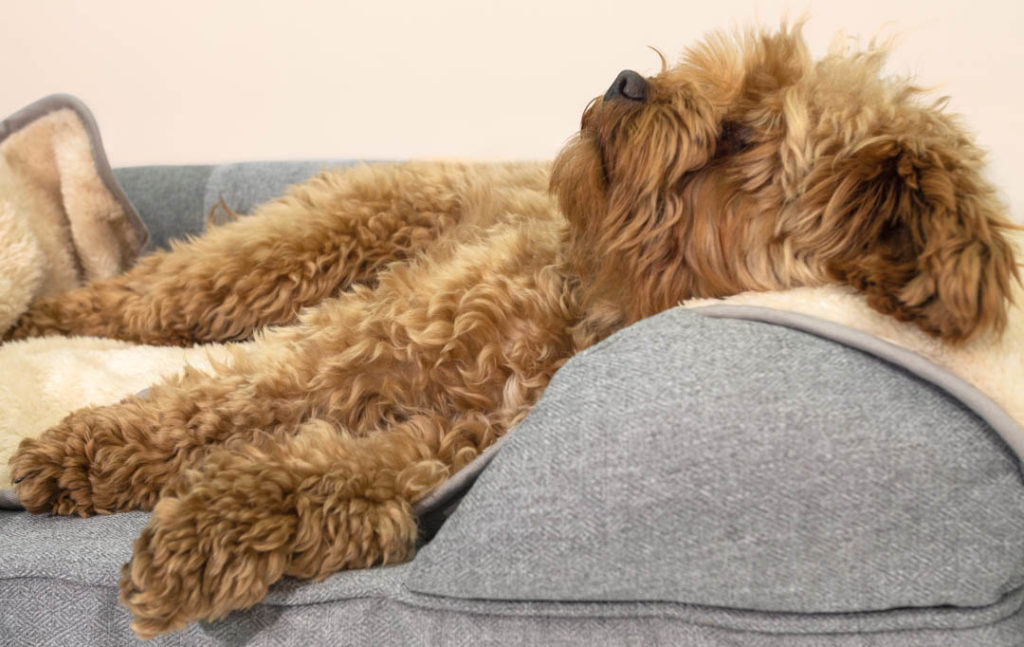 Om te mediteren kam ik lees een boek Wat is de beste plek voor een hondenmand? - Omlet Blog NL