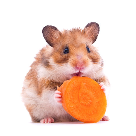 moeilijk Verwachten Wijde selectie Hamster vs. cavia's - Omlet Blog NL