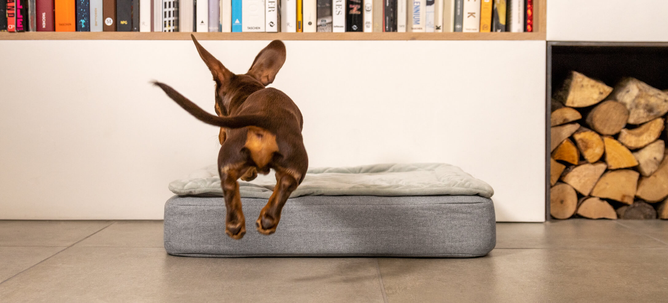 Teckel springt op een Omlet Topology hondenmand - focus op staart