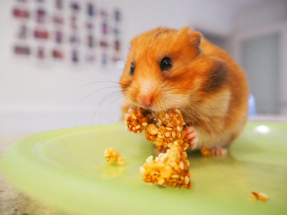 Hamster eet een eigengemaakte traktatie