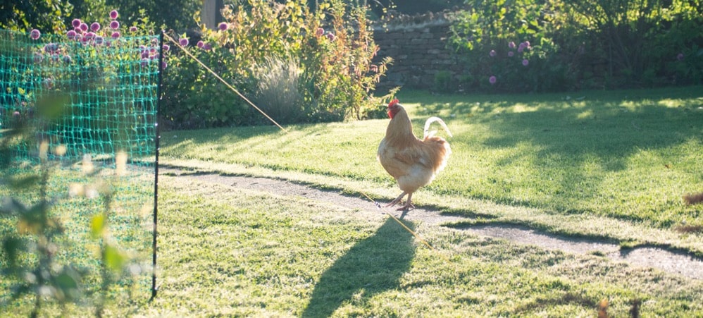 Kip scharrelt buiten rond, Omlet afrastering voor kippen