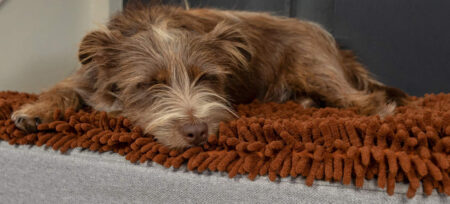 Bruine hond slaapt op een Omlet Topology hondenmand met bruine microvezel topper
