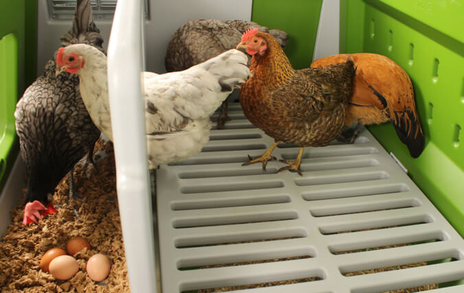 Hennen in hun nestkast met hun eieren