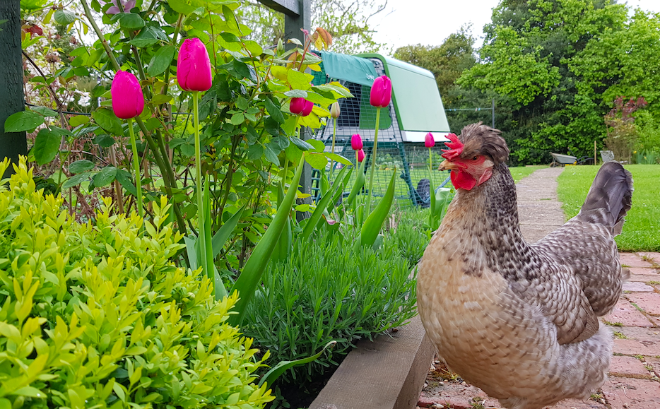 Een hen kijkt naar tulpen in de tuin en een Omlet Eglu UP kippenhok