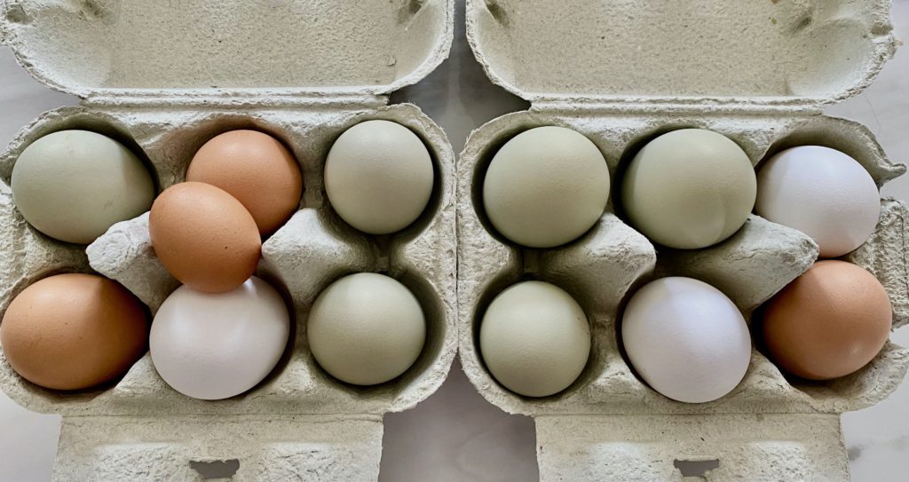 Zelfrespect Kaal Paradox Hoe moeten kippeneieren worden bewaard? - Omlet Blog NL