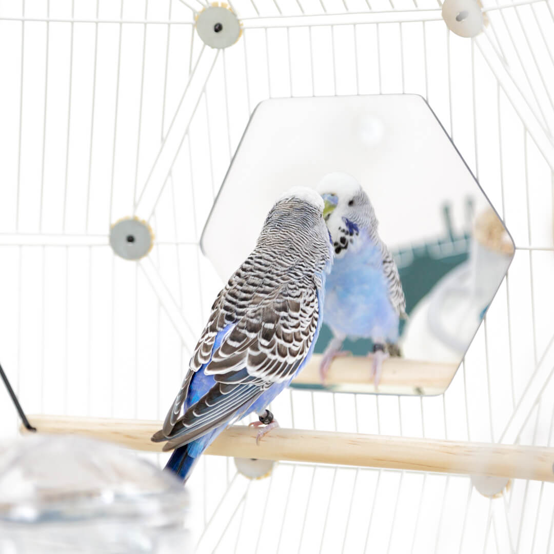 schoenen tiener Alstublieft Geef uw vogels de kans hun eigen schoonheid te zien - Omlet Blog NL