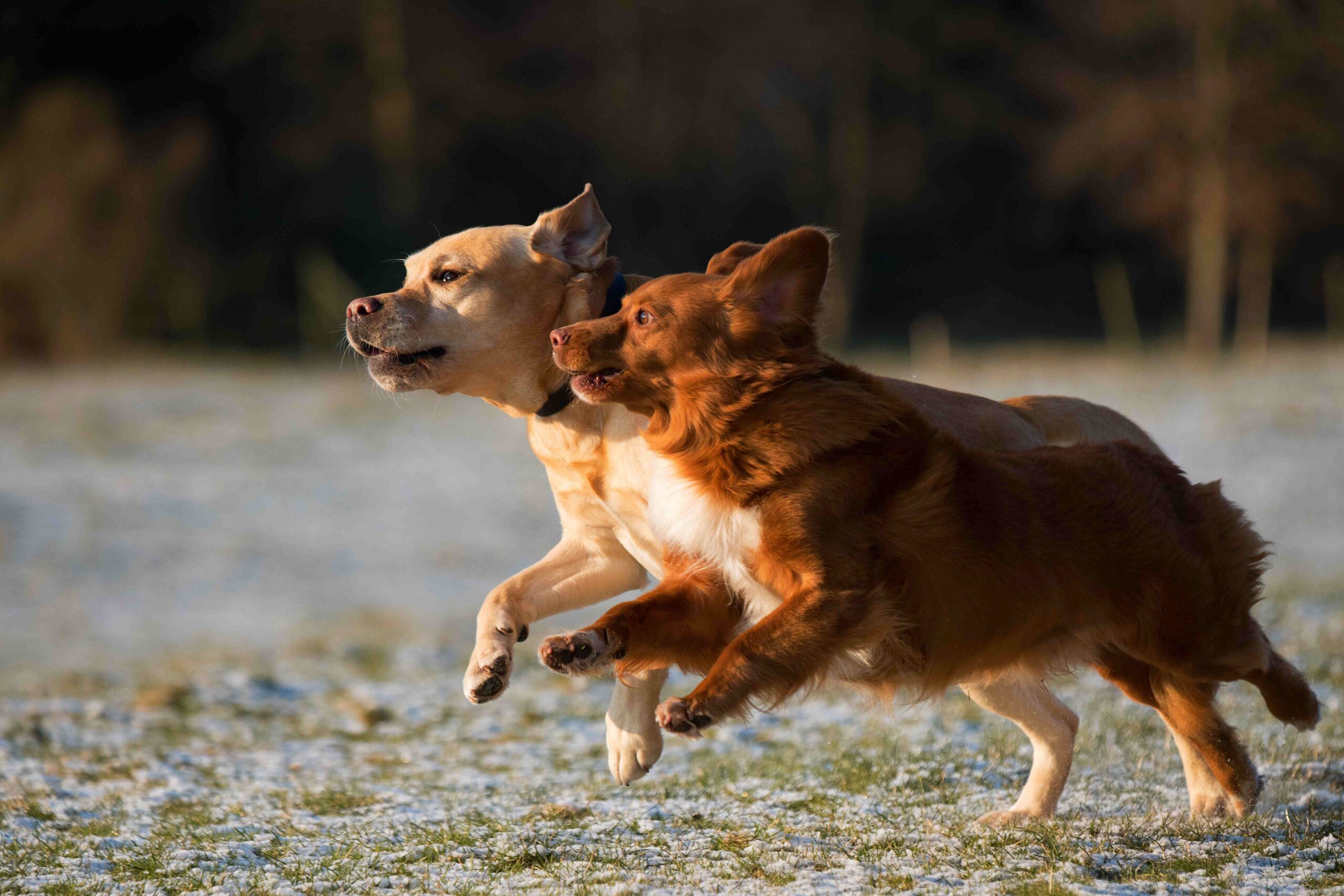 twee honden rennen naast elkaar