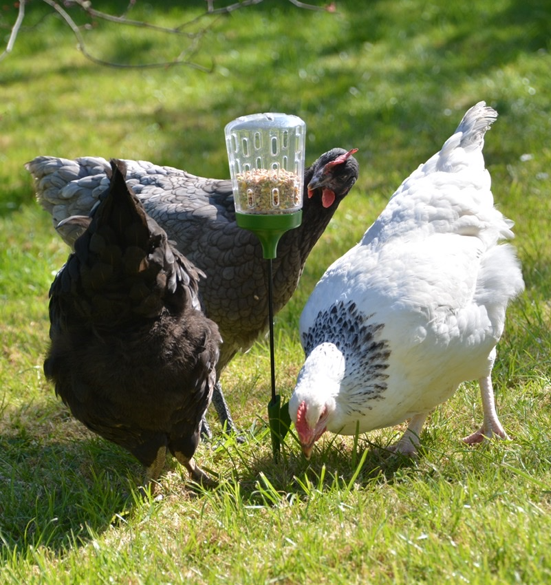 Drie kippen met hun Omlet Peck Toy
