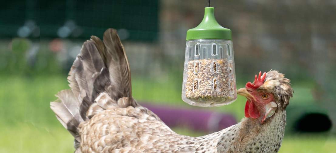 Kippen eten voer uit een Omlet Pendant Peck Toy 