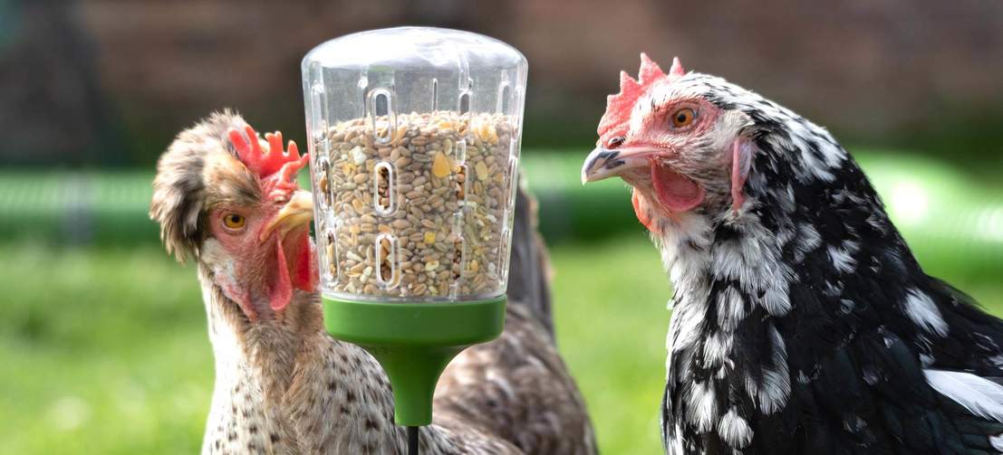 Kippen pikkend naar een Omlet Peck Toy snackdispenser 