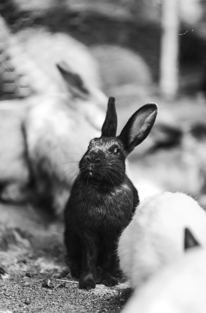 Kunnen konijnen ‘s winters buiten blijven?