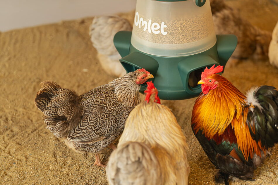 kippen die eten uit een hangende omlet verspillingsvrije feeder in een houten kippenren