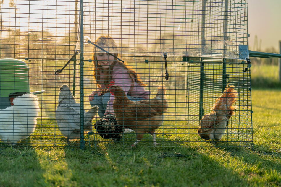 meisje dat in de omlet eglu pro ren met kippen zit
