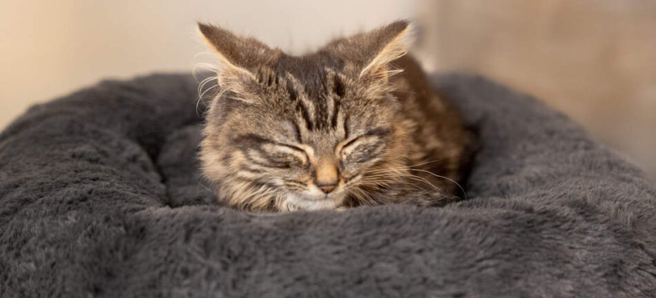 Kat slaapt op het Omlet Earl Grey Maya Donutbed voor katten 