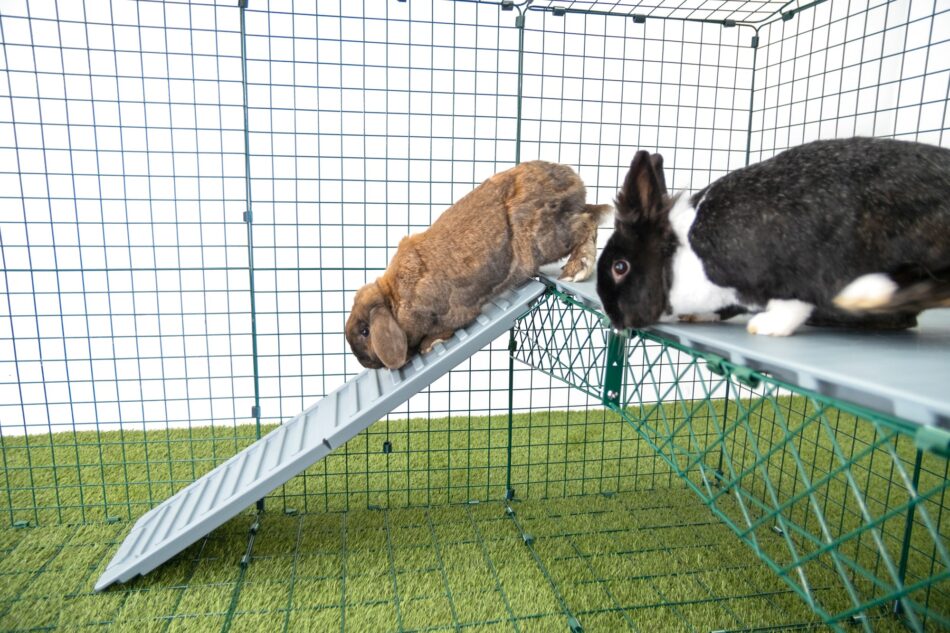 Twee konijnen springen op de Omlet Zippi vides