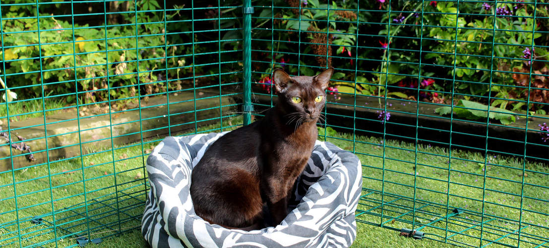 Zwarte kat in mand in Omlet buitenren voor katten
