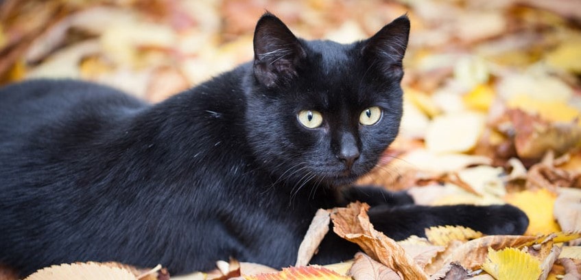 zwarte kat buiten op bladeren