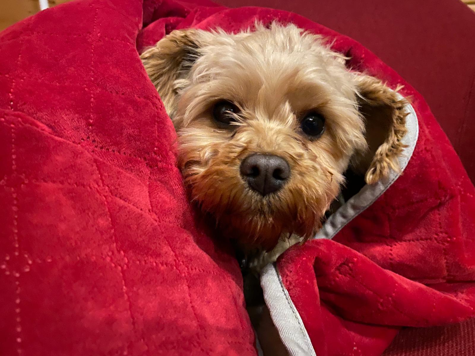 Pets at Christmas snug blanket
