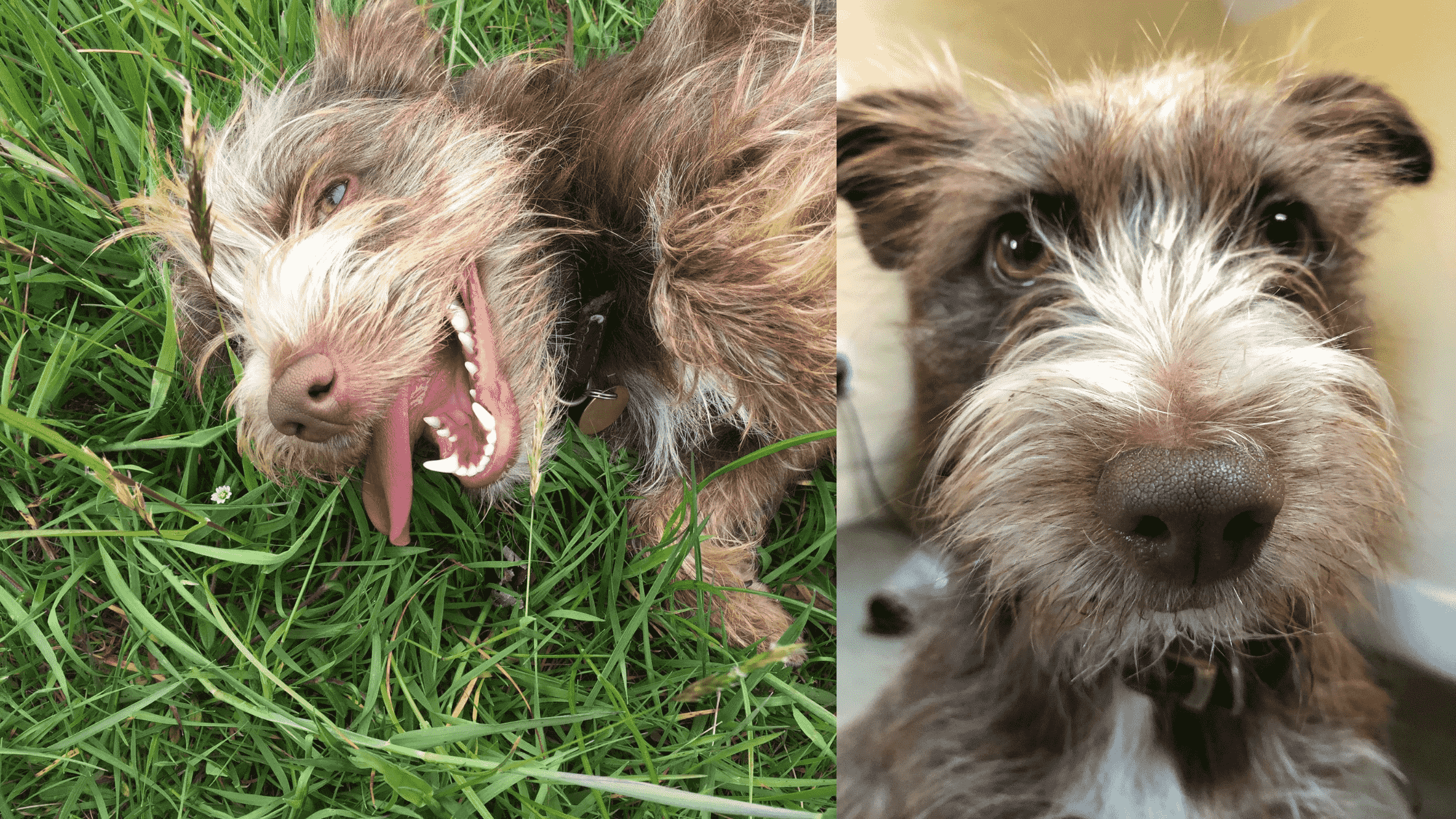 Collage van bruine lachende honde