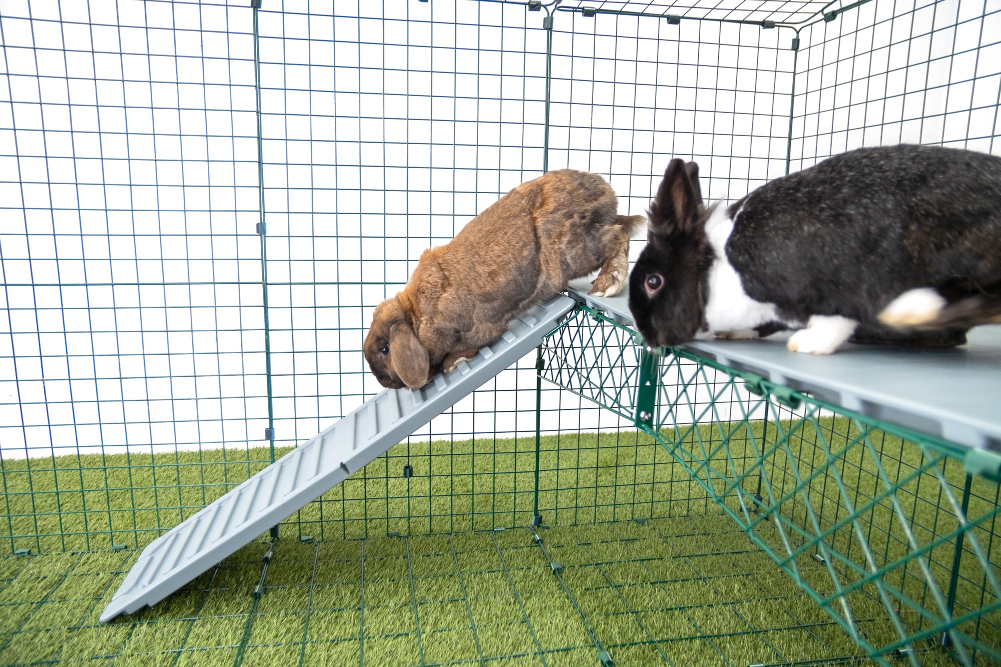 Twee konijnen gebruiken de Omlet Zippi vides  
