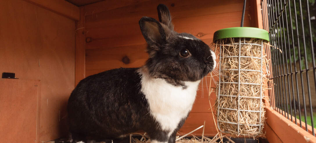 Zwart-wit konijn eet uit een Caddi snackhouder voor konijnen
